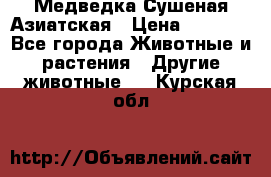 Медведка Сушеная Азиатская › Цена ­ 1 400 - Все города Животные и растения » Другие животные   . Курская обл.